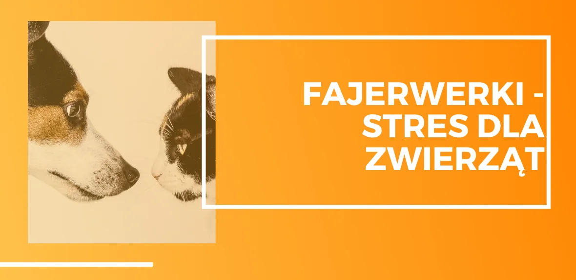 17 Pies i kot, fajerwerki w Sylwestra